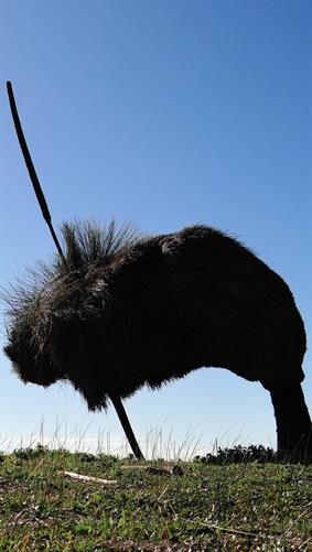 Grass Tress, WA. 